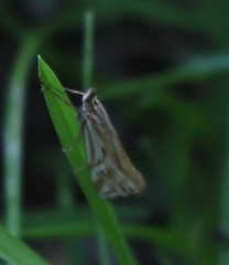 Hednota pleniferellus