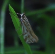 Hednota pleniferellus