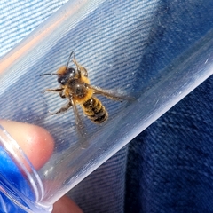Leioproctus fulvescens