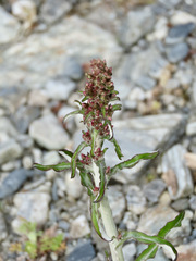 Gamochaeta americana