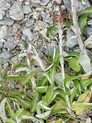 Gamochaeta americana