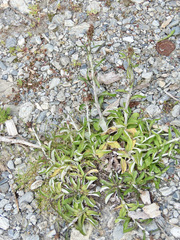 Gamochaeta americana