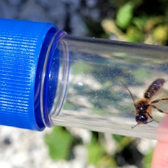 Leioproctus fulvescens