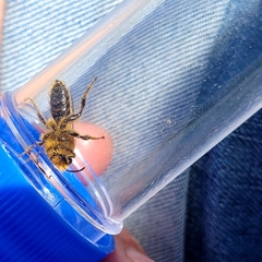 Leioproctus fulvescens