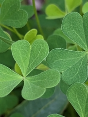 Oxalis californica