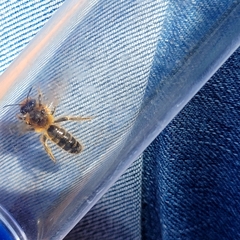 Leioproctus fulvescens