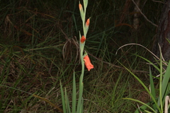 Gladiolus × hortulanus
