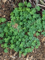 Oxalis californica