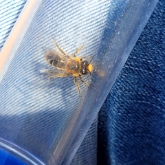 Leioproctus fulvescens