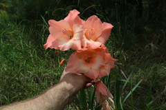 Gladiolus × hortulanus