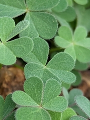 Oxalis californica