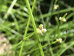 Isolepis inundata