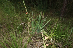 Gladiolus × hortulanus
