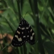 Phalaenoides tristifica