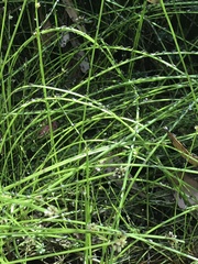 Isolepis inundata