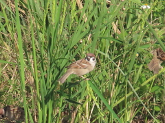 Passer montanus saturatus