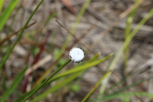 Eriocaulon australe (Eriocaulon australe)