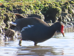 Gallinula chloropus chloropus