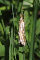 Hednota pleniferellus