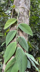 Rhaphidophora