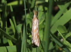 Hednota pleniferellus