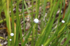 Eriocaulon australe