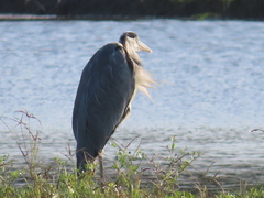 Ardea cinerea jouyi