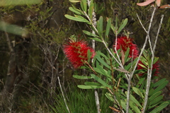 Melaleuca pachyphylla