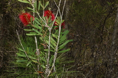 Melaleuca pachyphylla