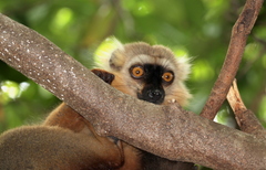Sanford's Brown Lemur photo 3