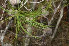 Hakea actites