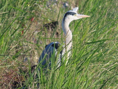 Ardea cinerea jouyi