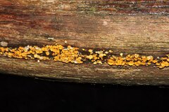 Calycina citrina