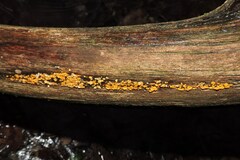 Calycina citrina