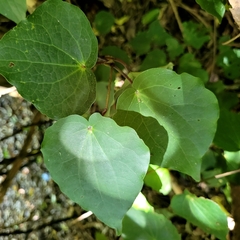 Piper excelsum excelsum