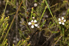 Leptospermum microcarpum