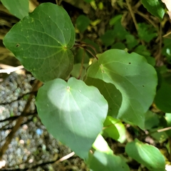 Piper excelsum excelsum