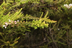Leptospermum microcarpum