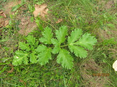 Heracleum asperum