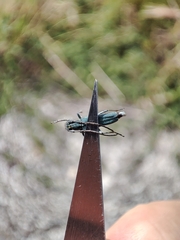 Phytoecia caerulescens