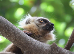 Sanford's Brown Lemur photo 2