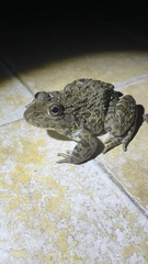 Hoplobatrachus chinensis
