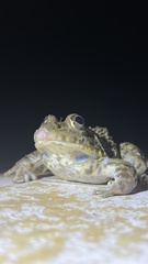 Hoplobatrachus chinensis