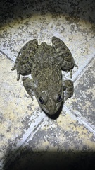 Hoplobatrachus chinensis