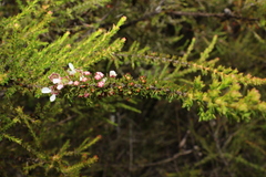 Leptospermum microcarpum