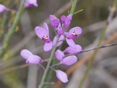 Comesperma virgatum
