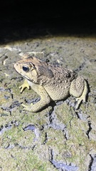 Duttaphrynus melanostictus