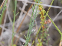 Comesperma virgatum