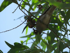 Stomiopera unicolor