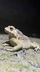 Duttaphrynus melanostictus